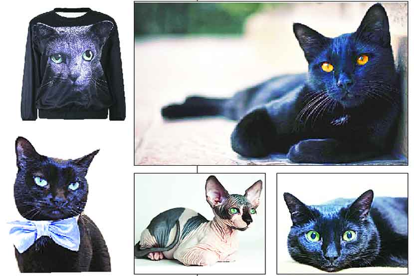 Sphynx cats Sphynx cats
