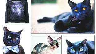 Sphynx cats