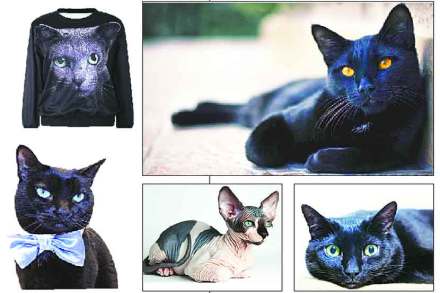Sphynx cats Sphynx cats