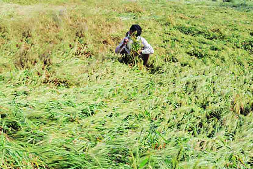 पावसाचा पिकांना फायदा नाहीच!