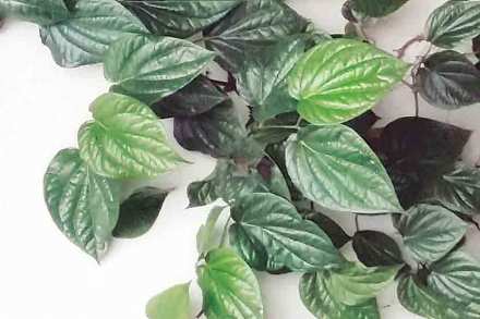 विडा म्हणजे नागवेलीच्या पानात, अल्पमात्रात विविध औषधी सुगंधी गुणधर्माच्या वनस्पतींची पाने, फुले, फळे, कळ्या, खोडाचे (चूर्ण) घालून केलेली वैशिष्टय़पूर्ण बांधणी. 