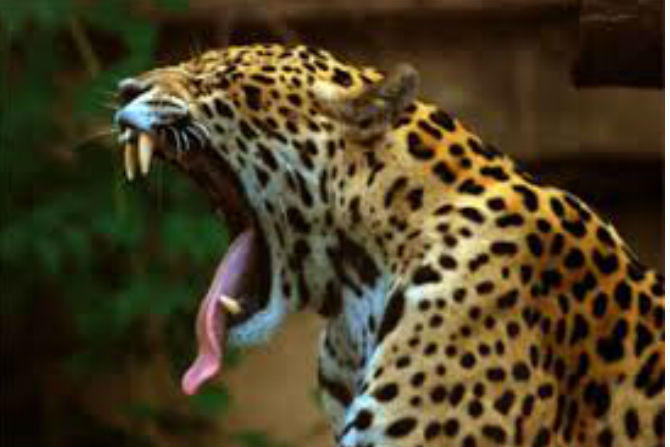 leopard attack,two wheeler, man injured,pune, junner