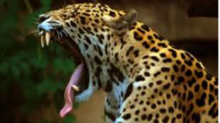 leopard attack,two wheeler, man injured,pune, junner