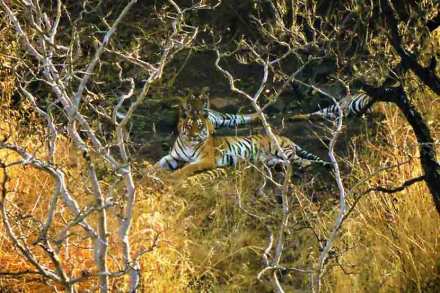 Amba Barva Wildlife Sanctuary