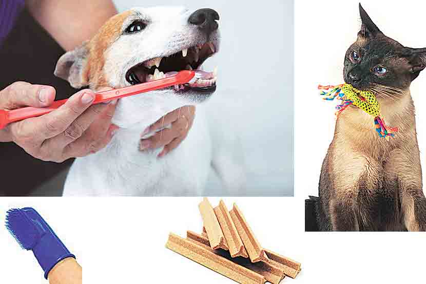 Pet Health Issues Pet Health Issues