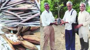 Harvesting Plant Seeds