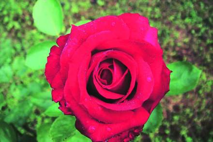 roses