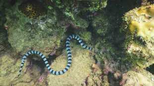 sea snake