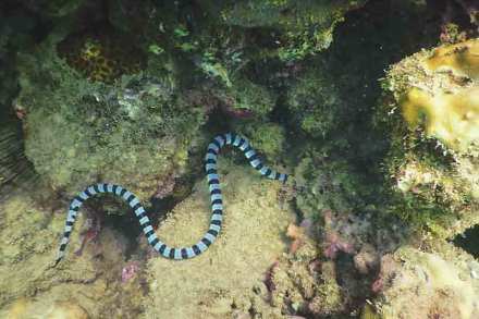 sea snake