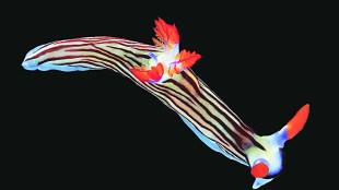 Sea Slugs