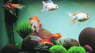 Fish in Home Aquarium
