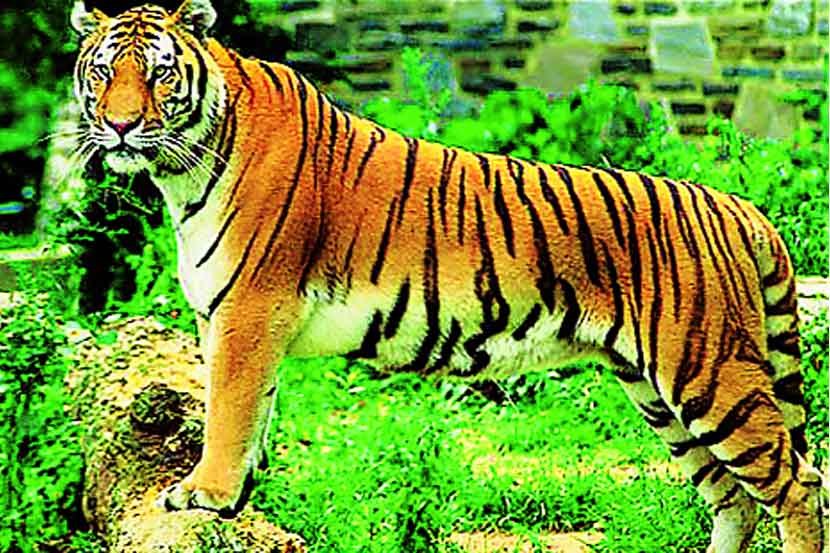 Chandoli National Park