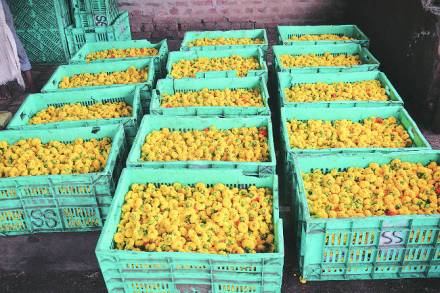 झेंडूचे फुलले बाग… झेंडूचे फुलले बाग…