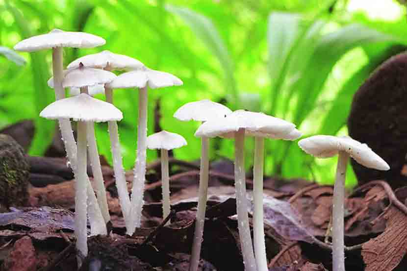 वसईच्या बाजारपेठांमध्ये रानअळंबी