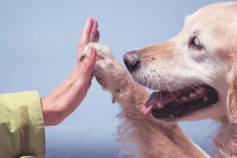 motional support animal , Dogtor, pets animals motional support animal , Dogtor, pets animals