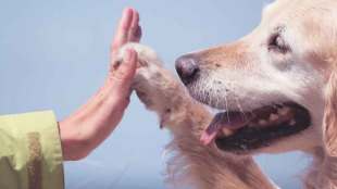 motional support animal , Dogtor, pets animals