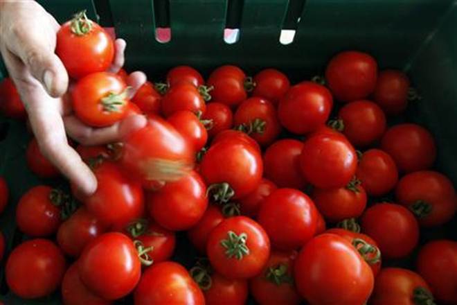 tomato-