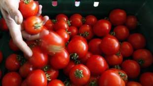 tomato-
