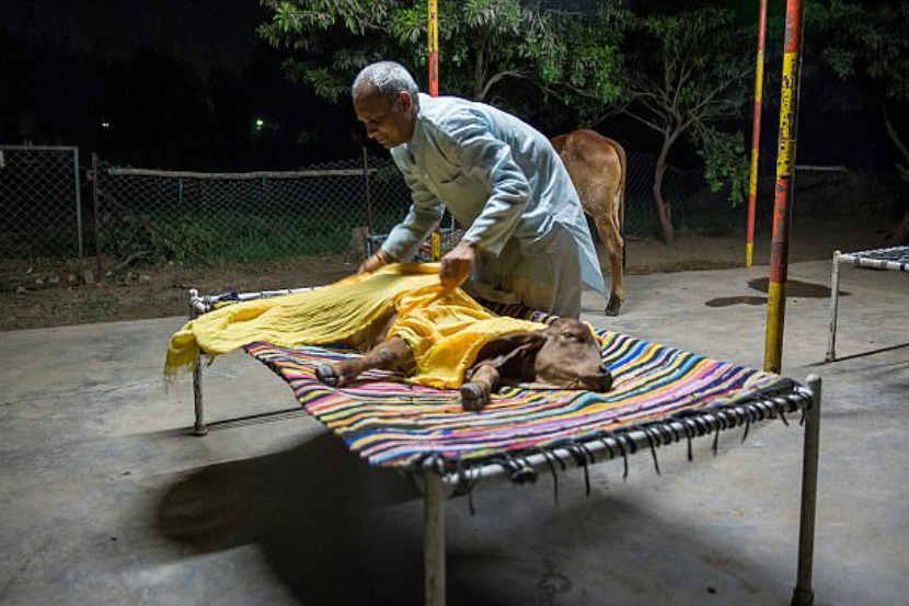 विजय यांना दोन मुलं आहेत पण घरसंसार सोडून ते गेल्या पाच वर्षांपासून गायींसोबत राहत आहेत . 
( छाया सौजन्य : डेली मेल)