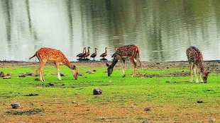 Wild animals in Tadoba