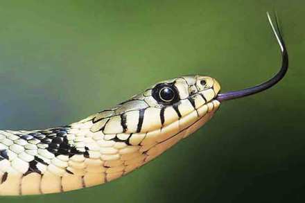 दंश : विषाचा आणि विषमतेचा!