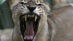 Cannibal lioness