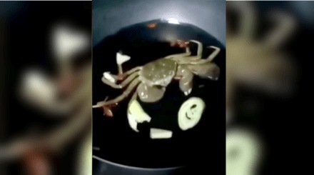 तव्यावरील पदार्थ खाणारा भुकेला खेकडा