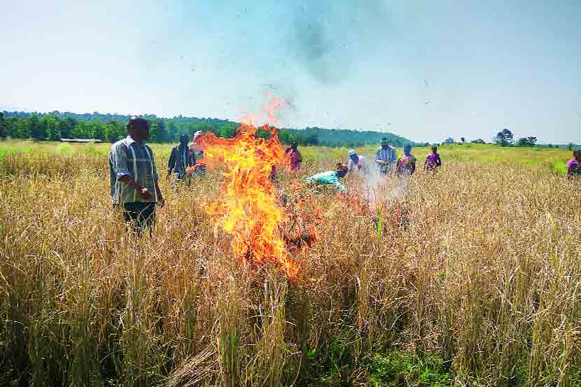दहिफळ पाडा येथील शेतकऱ्यांनी रोगग्रस्त भातपीक पेटवून दिले. दहिफळ पाडा येथील शेतकऱ्यांनी रोगग्रस्त भातपीक पेटवून दिले.