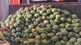 custard-apple