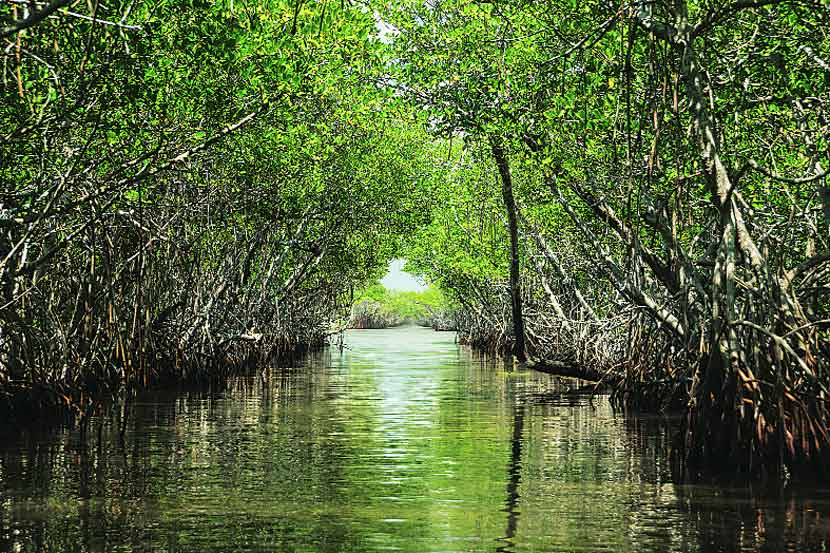 mangroves trees mangroves trees