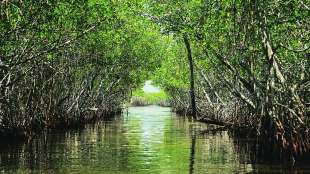 mangroves trees