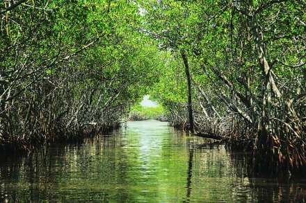 mangroves trees mangroves trees