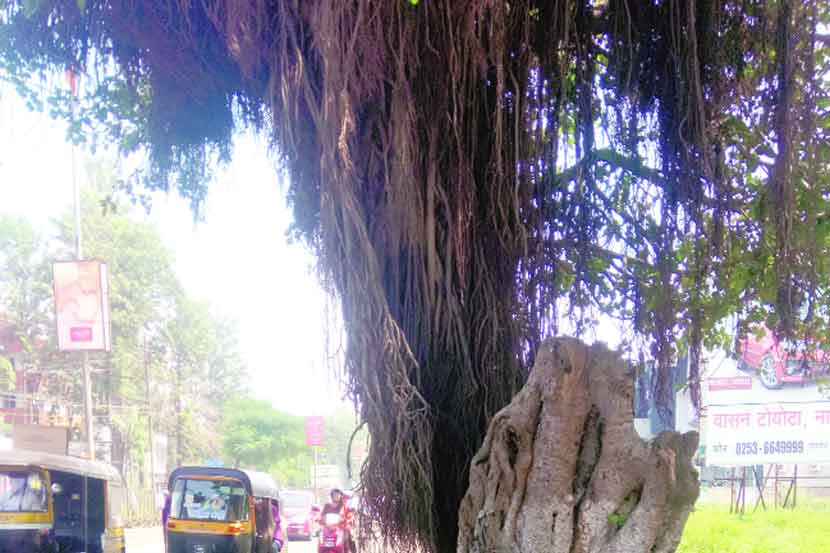 नाशिक-पुणे रस्त्यावरील या वृक्षाला धडकून अपघात झाला. अशी या मार्गावर अनेक ठिकाणी धोकादायक झाडे आहेत.