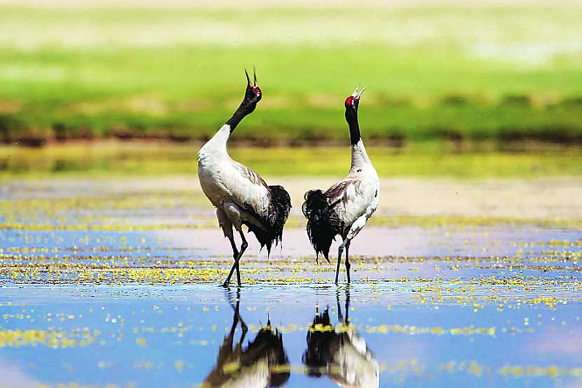 भूतानचे पक्षीवैभव पाहायचे असेल तर नोव्हेंबर ते मार्च हा कालावधी उत्तम. भूतानचे पक्षीवैभव पाहायचे असेल तर नोव्हेंबर ते मार्च हा कालावधी उत्तम.