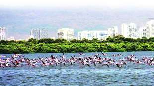 Thane creek declared as Rohit Bird Sanctuary