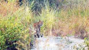 Leopard death in acciden,t kalyan nagar highway,marathi news, marathi, Marathi news paper