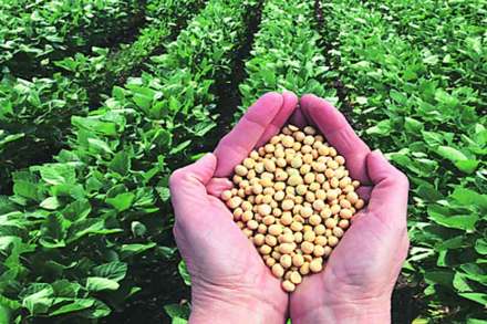 तुरीने पोळल्याने सोयाबीनची ‘फुंकून’ खरेदी
