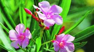 Indian oleander flower