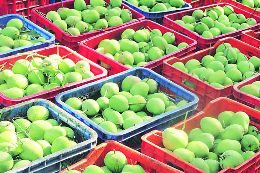 konkan hapus mango