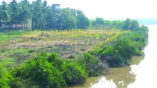 mangroves