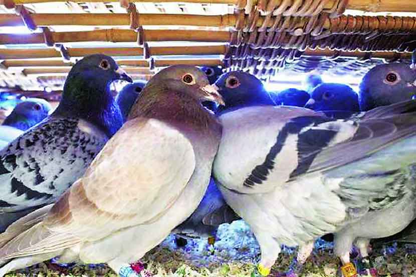 pigeon in Mumbai pigeon in Mumbai
