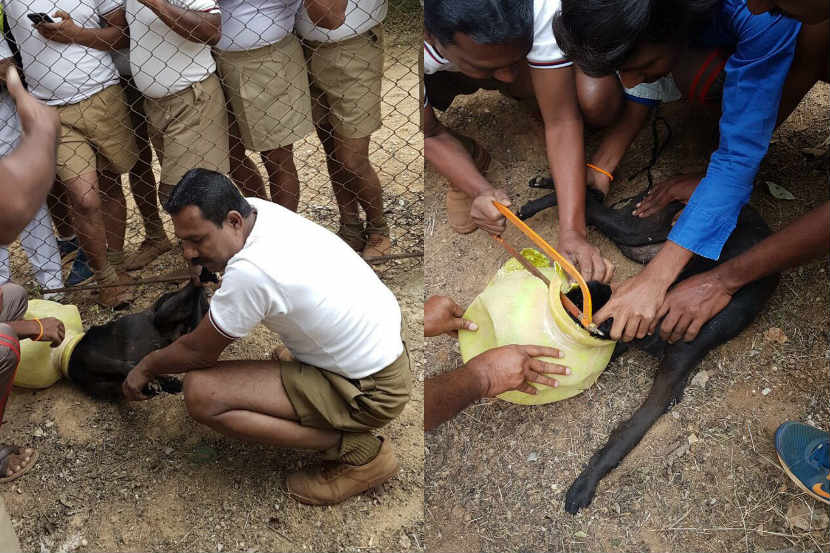 बंगळुरू पोलीस स्टेशनमधील एक-दोन नव्हे तर तब्बल १५ पोलीस या मुक्या जीवाला वाचवण्यासाठी धावून आले. बंगळुरू पोलीस स्टेशनमधील एक-दोन नव्हे तर तब्बल १५ पोलीस या मुक्या जीवाला वाचवण्यासाठी धावून आले.