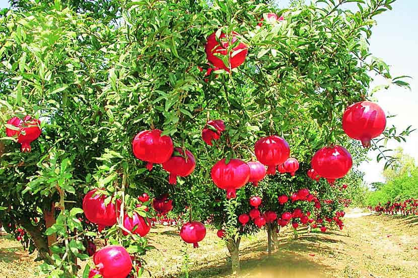 Pomegranate farming