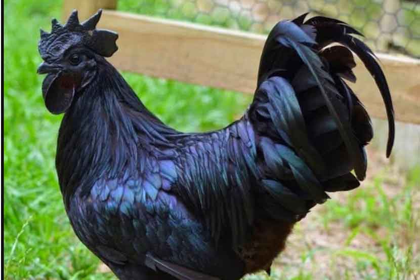 ( संग्रहीत प्रतिकात्मक छायाचित्र )