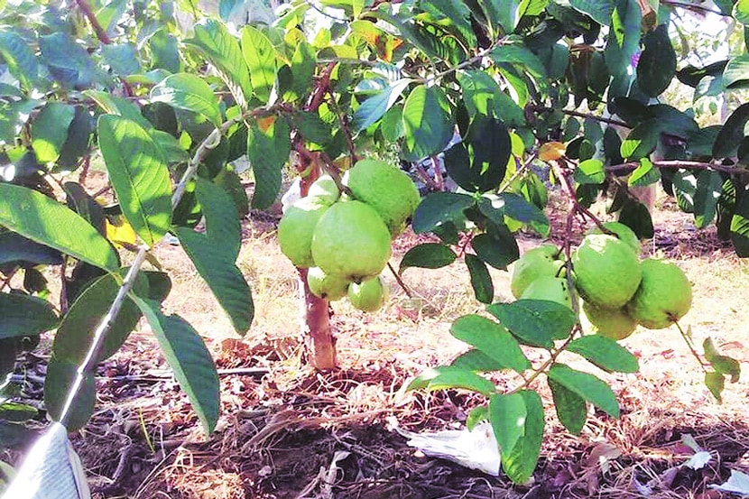 एक किलोचा.. रायपुरी पेरू