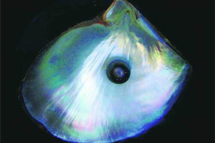 sea pearl 