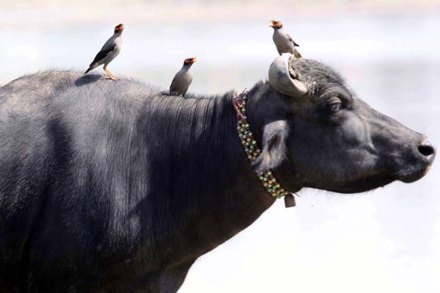 म्हशीच्या मालकावर गोळीबार करुन त्याला जीवे मारण्याचा प्रयत्न (प्रातिनिधिक फोटो)