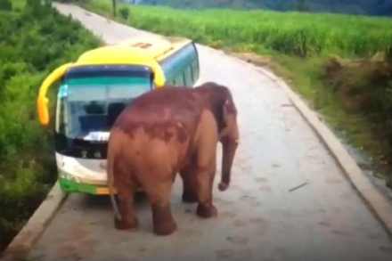रस्त्याच्या कडेला असलेले लोक हतबल होऊन हत्तीचा हैदोस पाहत होते. 