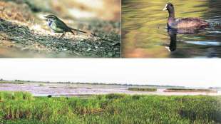 Nandur Madhmeshwar Bird Sanctuary Nashik