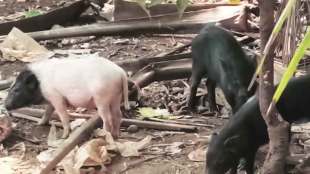 Illegal Pig Farming
